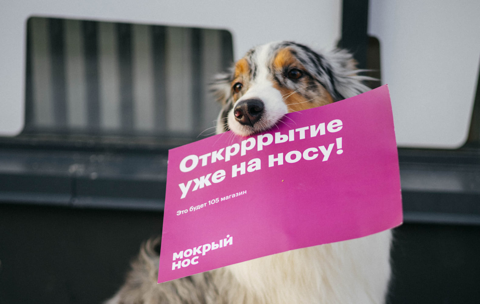 Мокрый нос №9