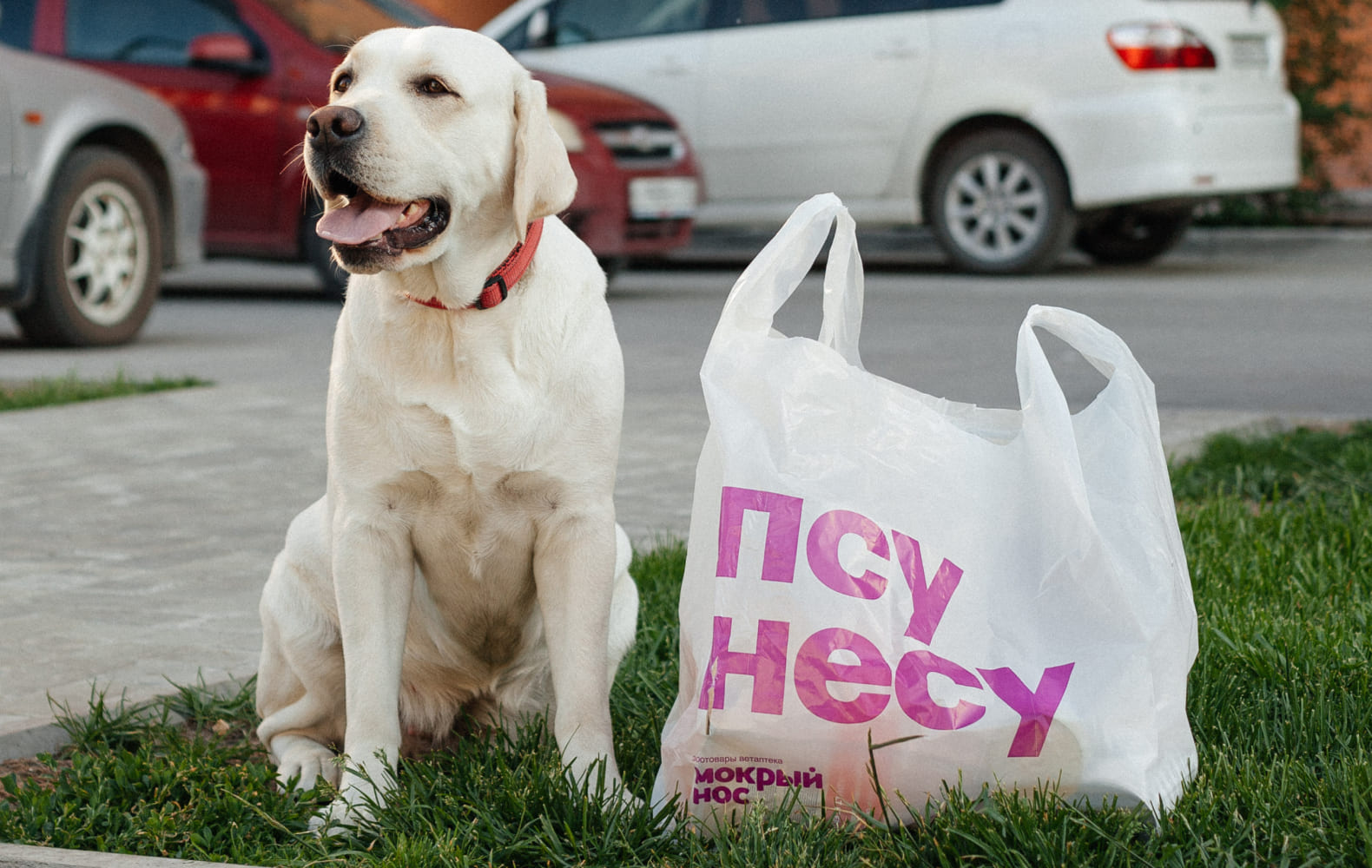 Мокрый нос №13